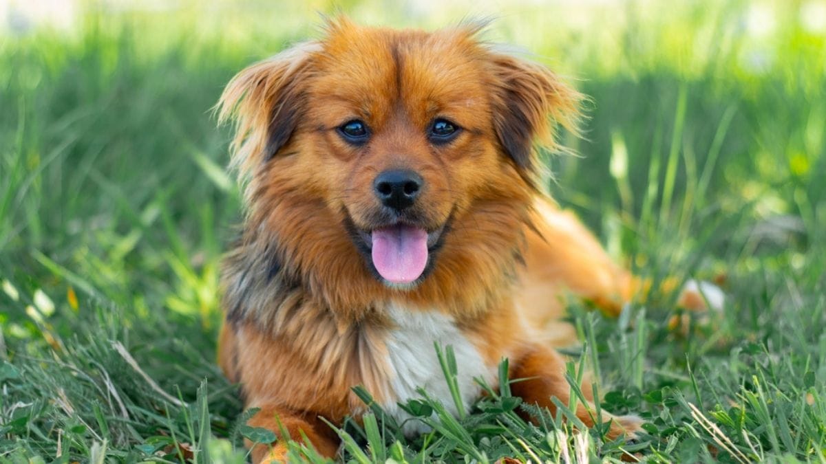 Se hai un cane devi fare attenzione a queste cose a maggio