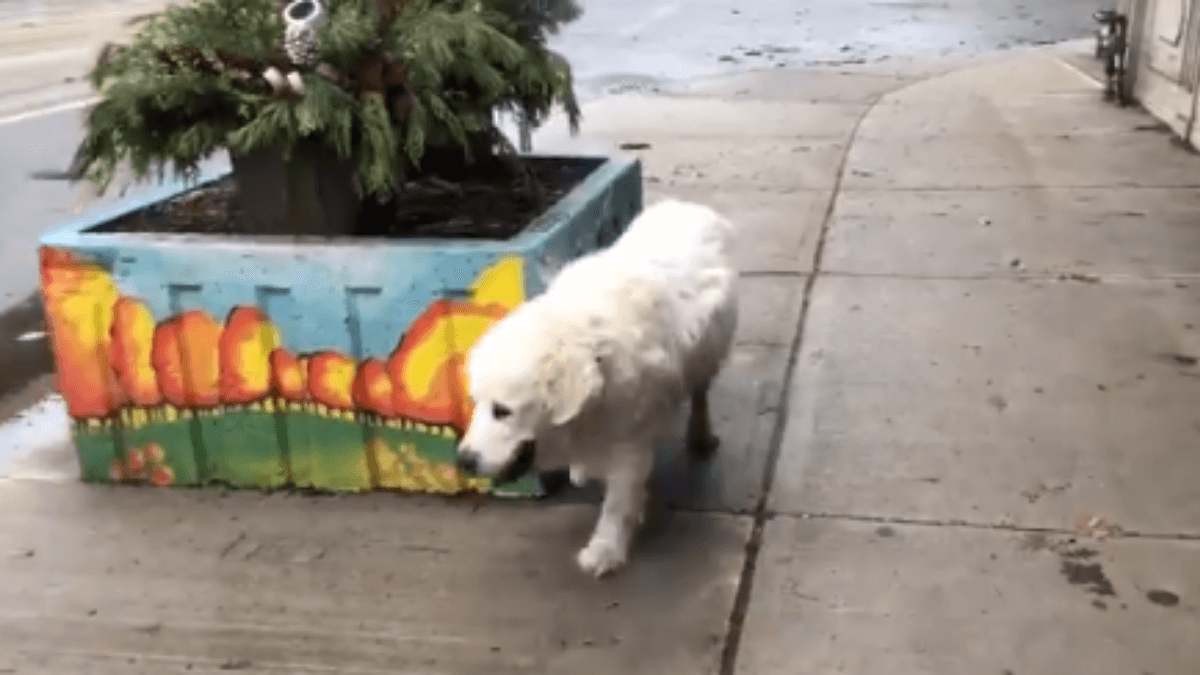 Un Golden Retriever passeggia per la città: nessuno sospetta che sarà il suo ultimo giro