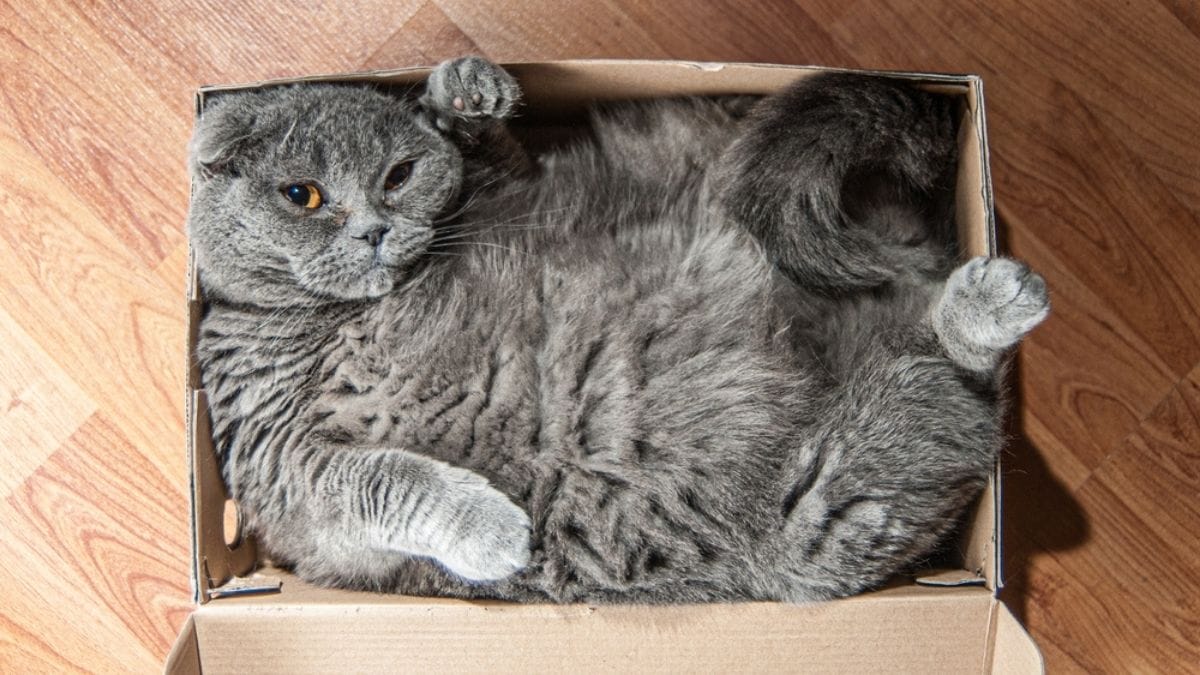 5 reasons why your cat loves cardboard boxes so much