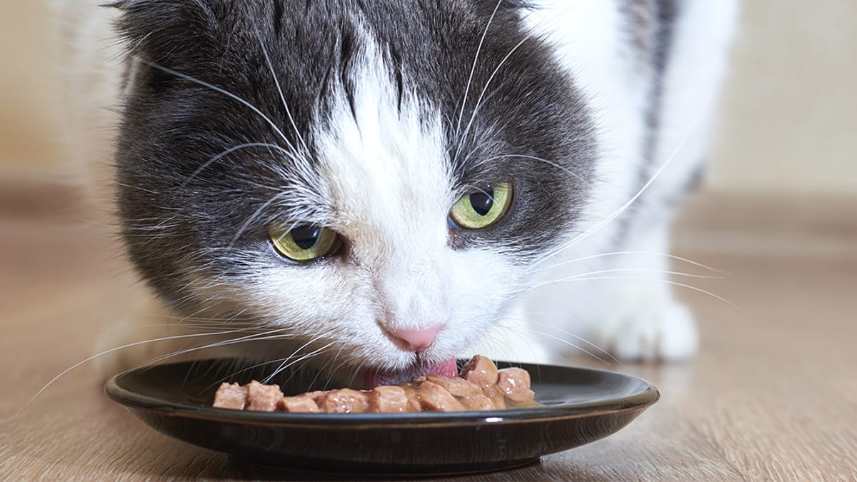 Best wet food for neutered cats The ultimate 2024 product guide