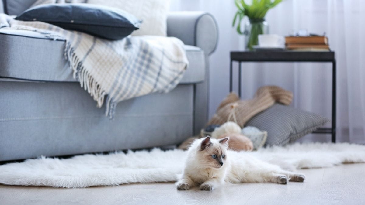 How to cat proof your house for a safe and happy cat