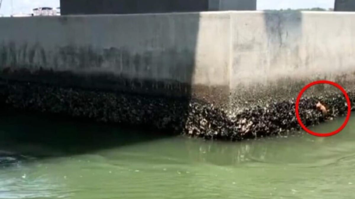 Vedono un polpo aggrappato al muro, ma uno sguardo più attento rivela la triste verità