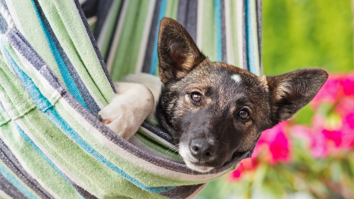 Hai un cane? Leggi tutto quello che devi sapere a luglio!