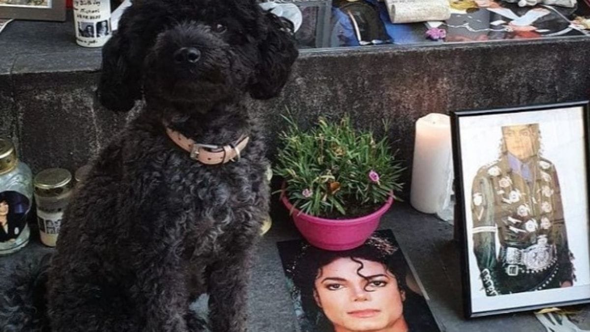 4 video di cani che ballano meglio di Michael Jackson!