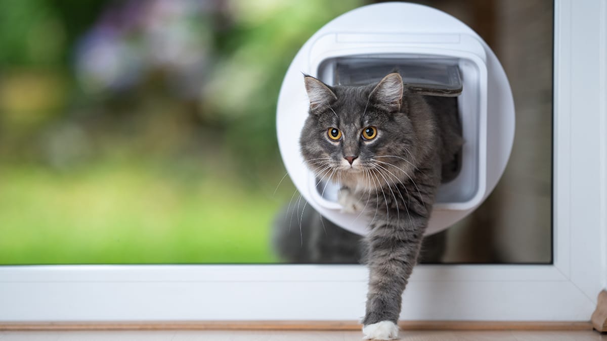 How to choose the best cat flap in 2022 Wamiz Guide
