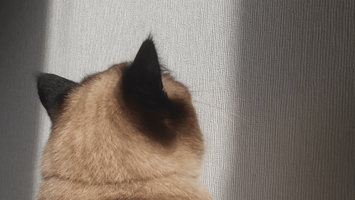 Why do cats stare at walls?