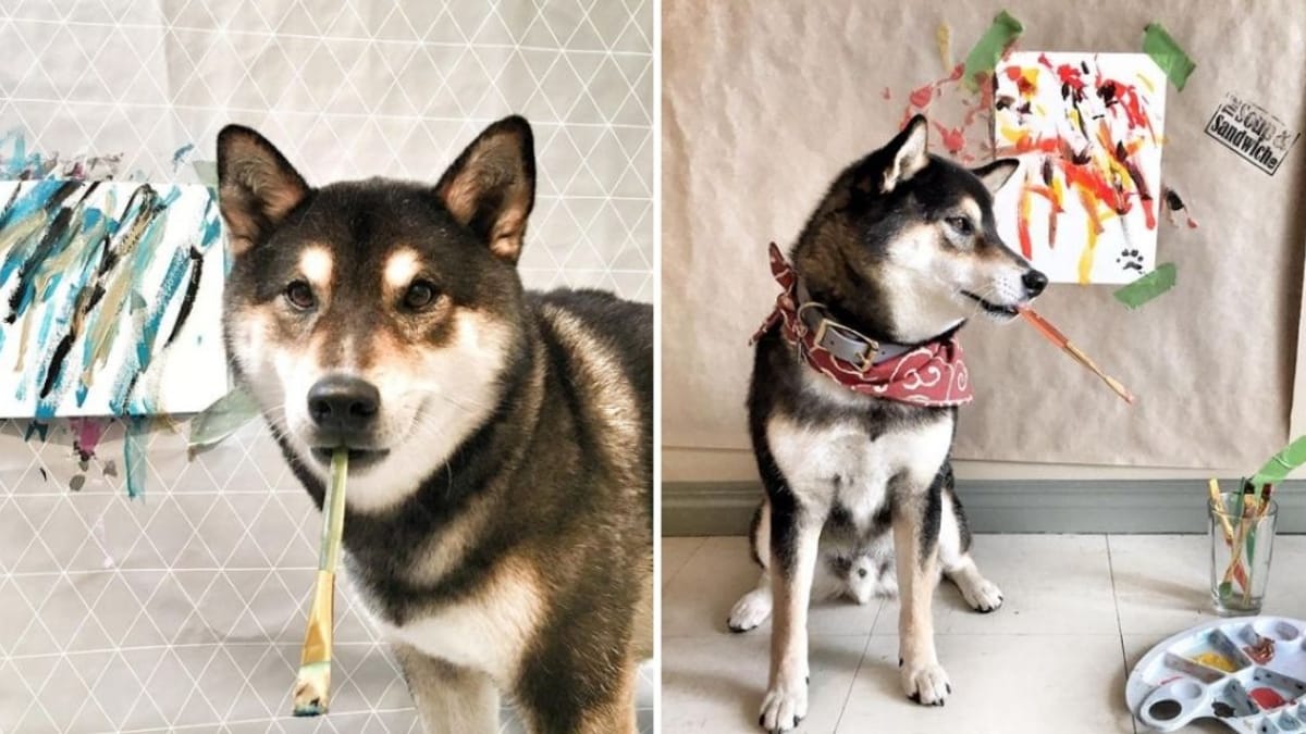 Shiba Inu grabs a paint brush, owners are impressed by the beautiful