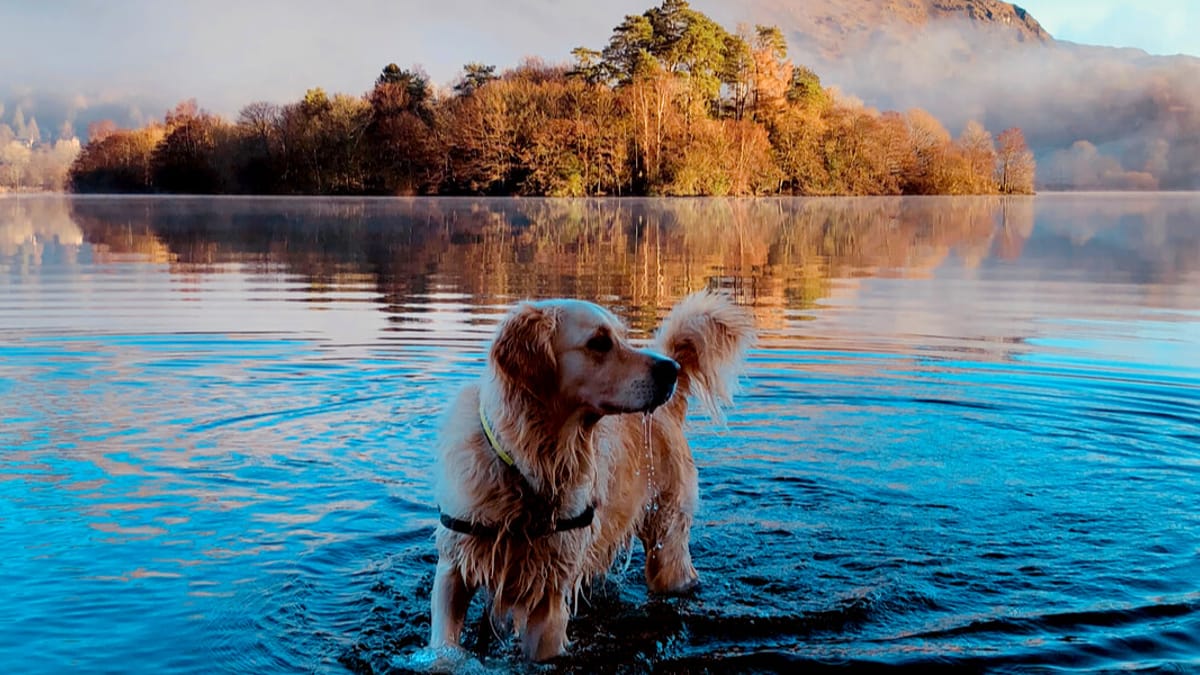 Video. Lancia la palla al cane nel lago, ma non è l'animale a prenderla!