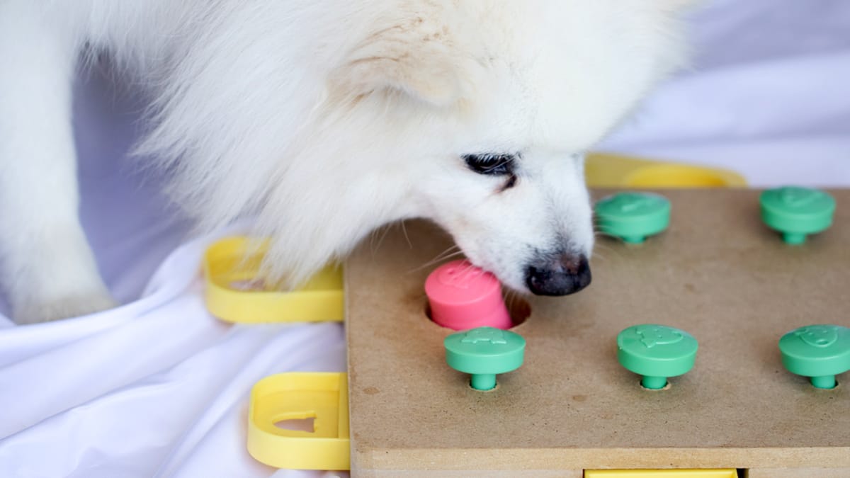 Tappeto Olfattivo Per Cani | Snuffle Mat A Forma Di Carota | Gioco Interattivo Per Attivazione Mentale - Foto 5