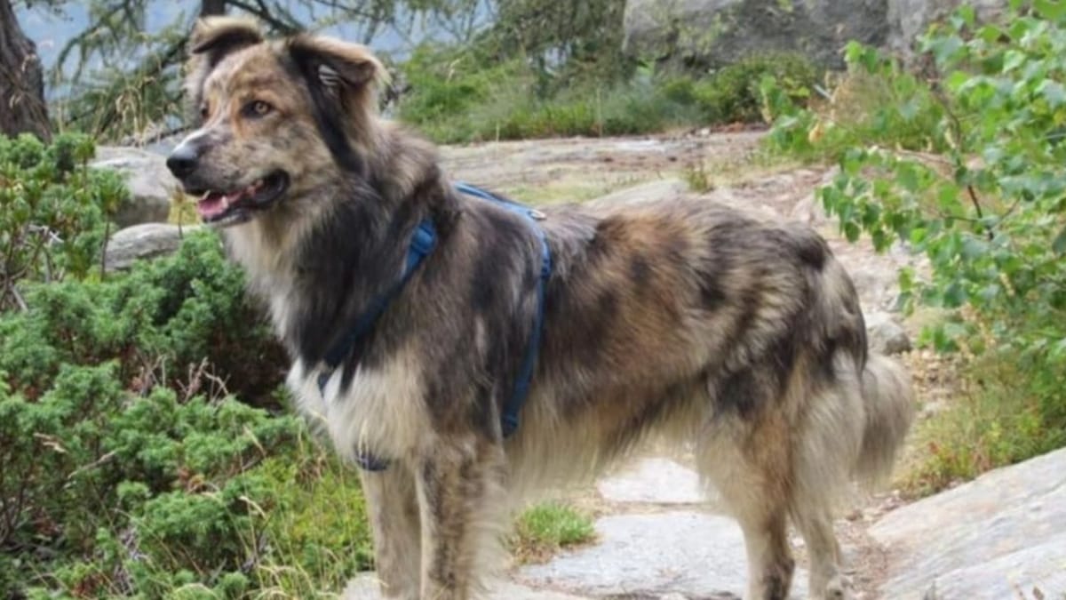 Cane da pastore biellese il battesimo della nuova razza italiana! Cane da pastore biellese il battesimo della nuova razza italiana!