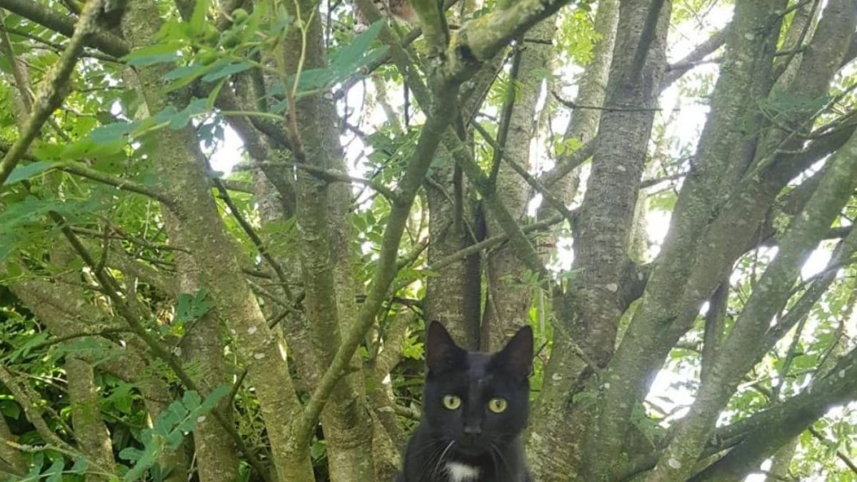 Se riesci a trovare i due gatti in questa foto, sei un genio!