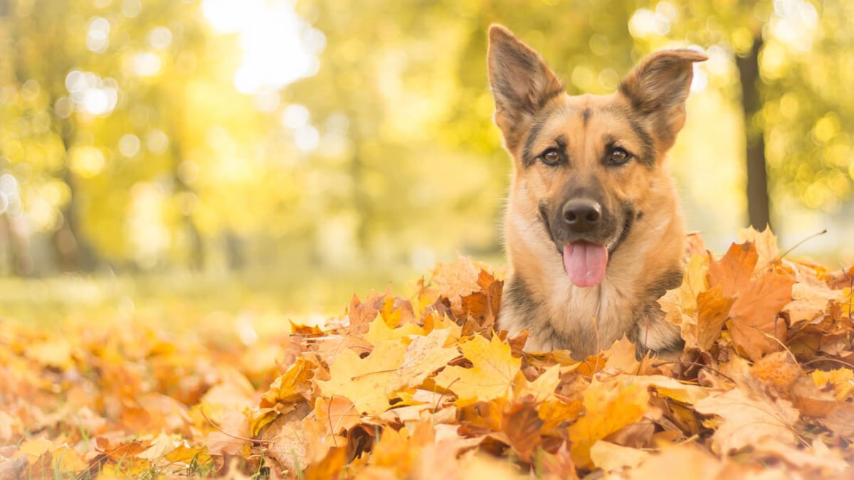 Hai un cane? Ecco quello che i loro proprietari devono sapere a ottobre