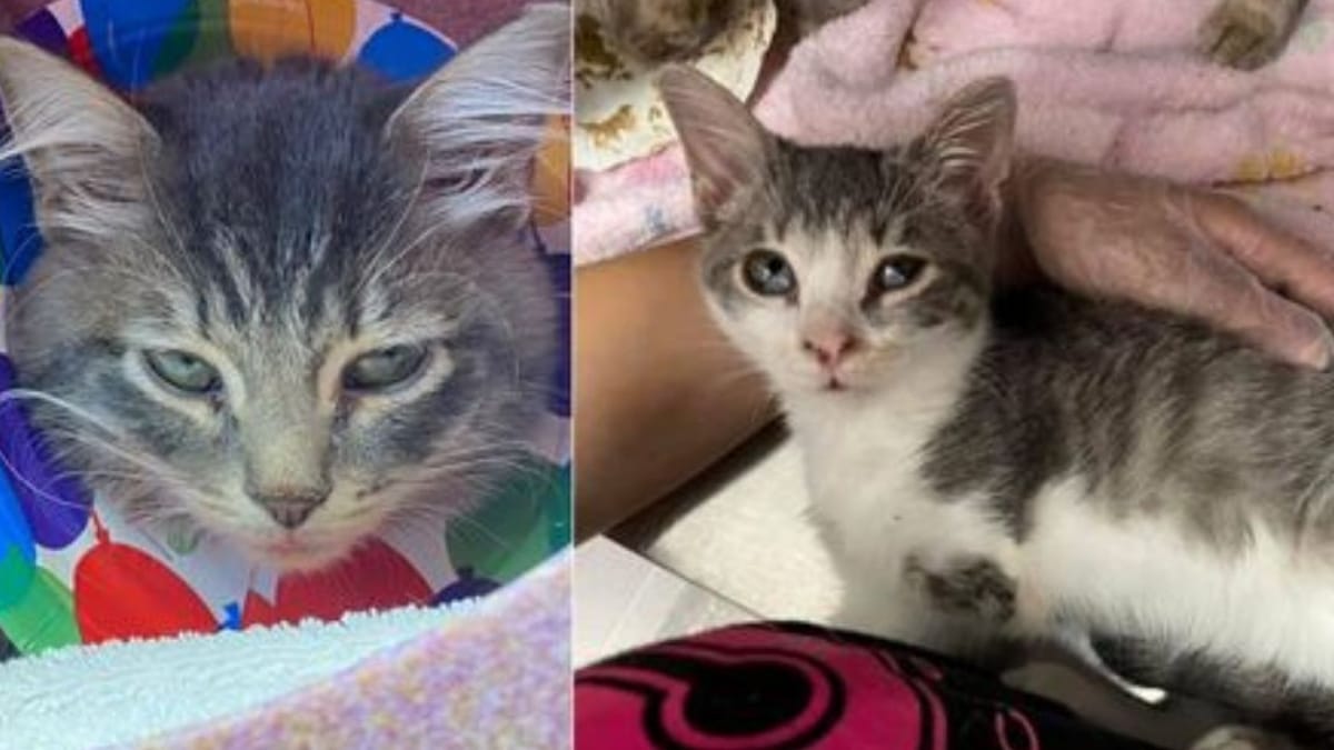 Osserva i gatti del vicino: la scena surreale che ha di fronte gli fa chiedere aiuto