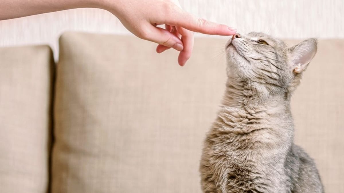 Training a cat like a dog Is it possible?