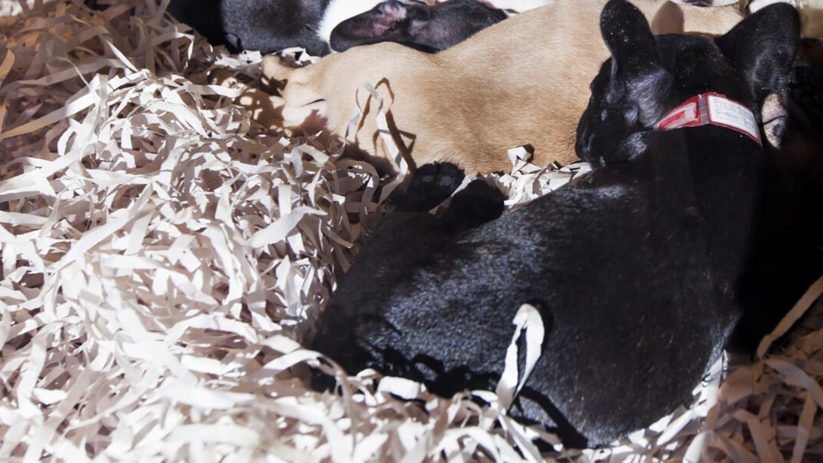 Rimangono sbalorditi nello scoprire che il Cane da pastore che avevano comprato non era un cane