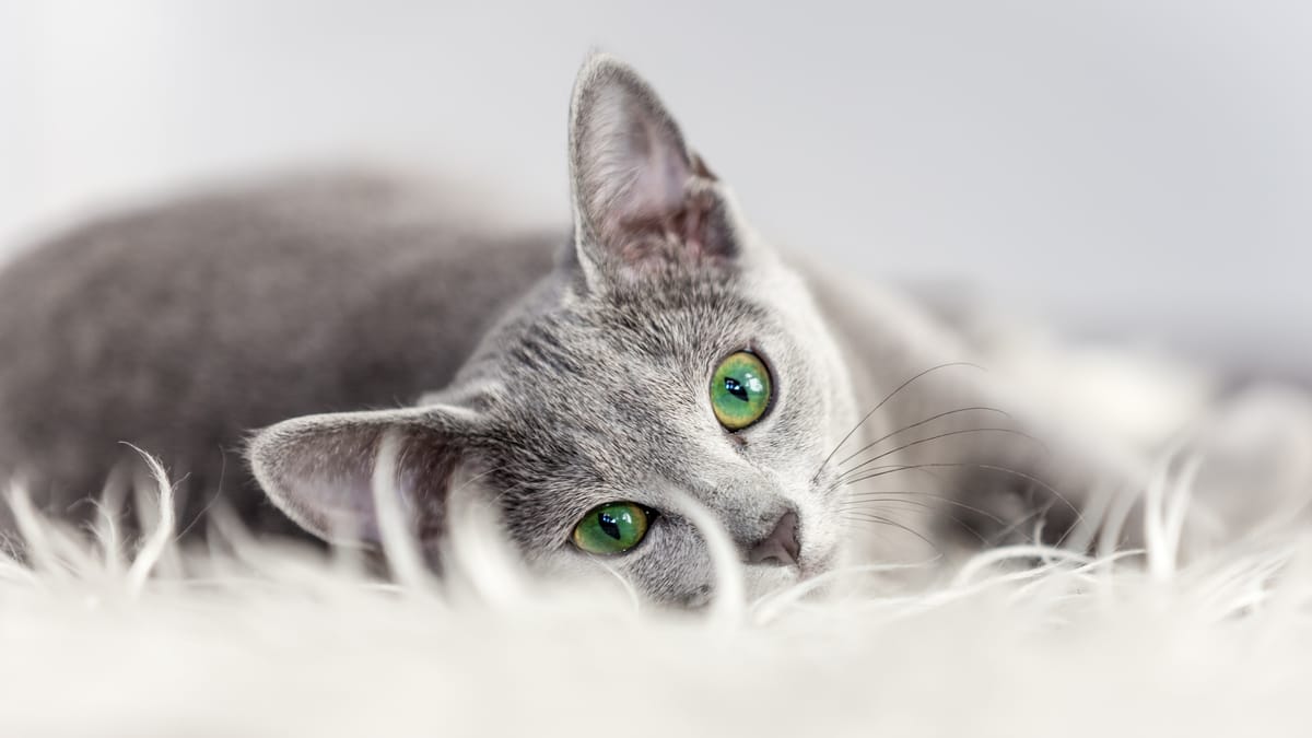 Welche Augenpflege für Katzen ist 2023 die beste? | Wamiz
