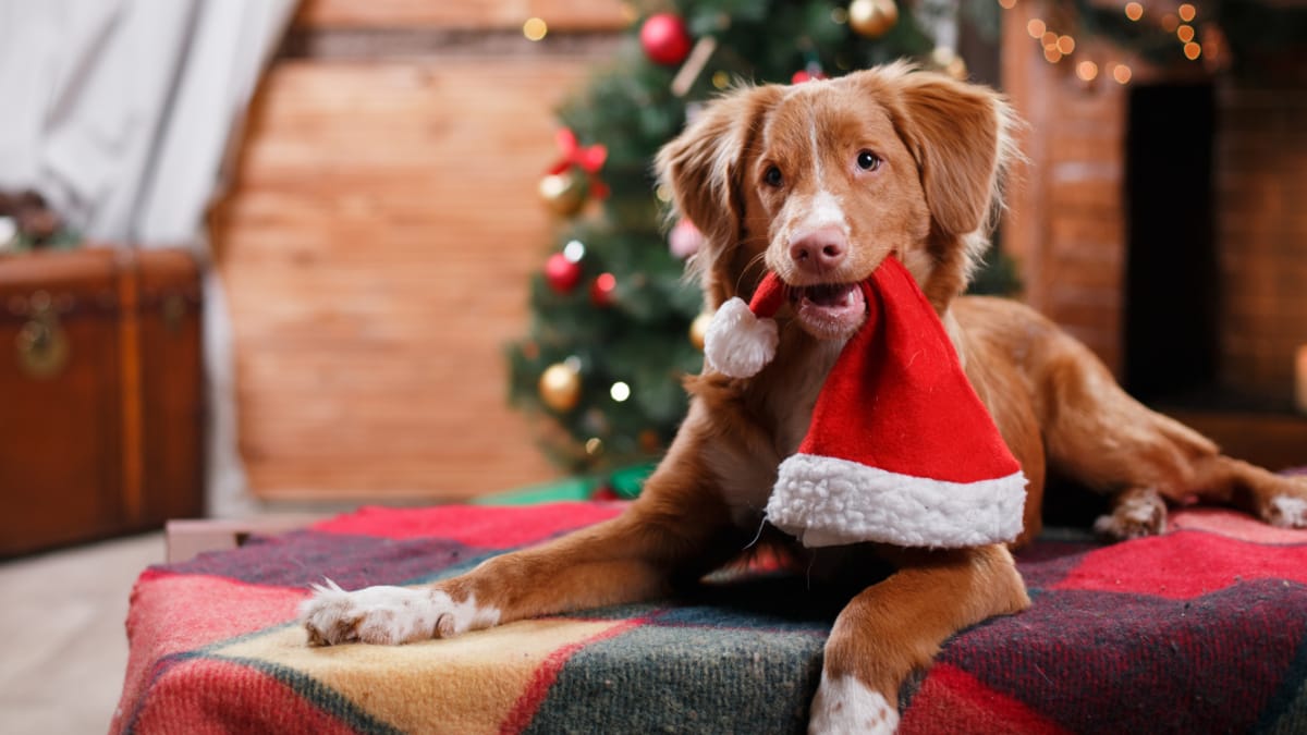 Se hai un cane, a dicembre devi ricordarti di queste cose