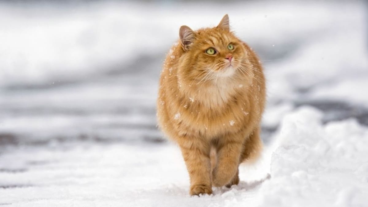 Should I let my cat go out in winter or is it too cold?