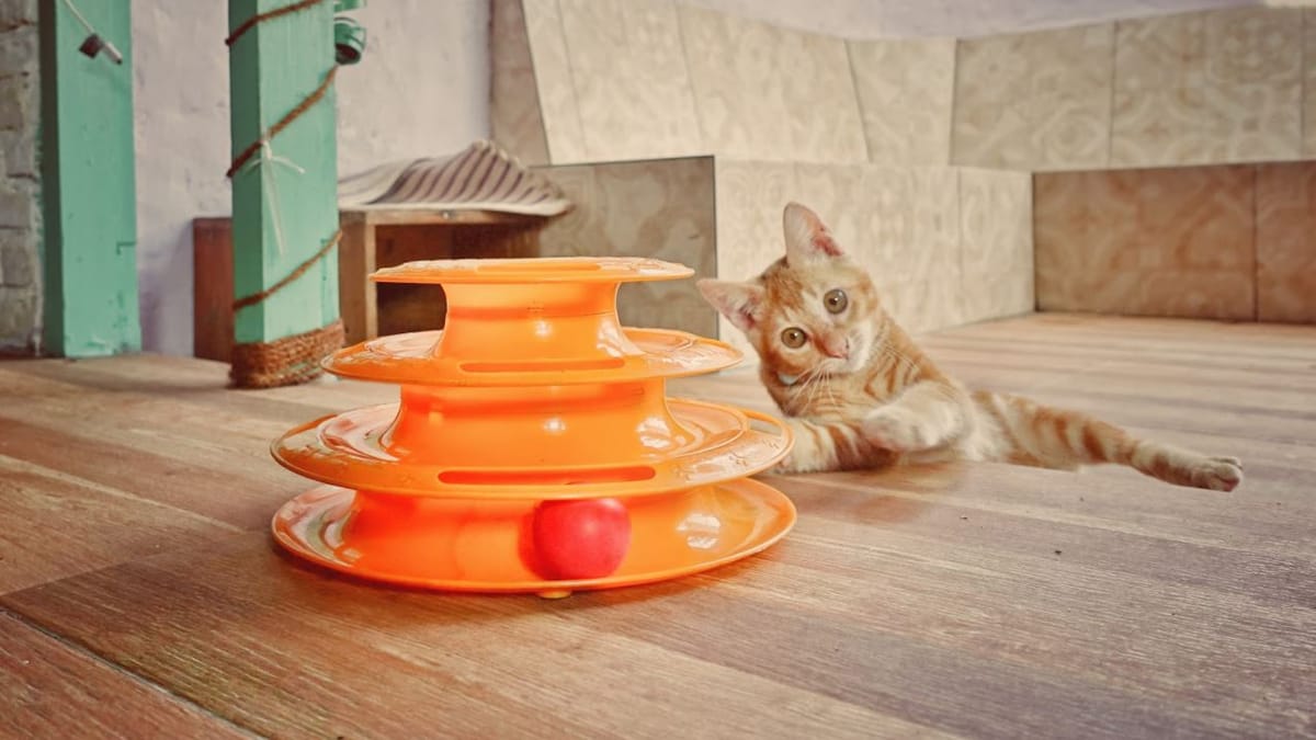 Best interactive cat toys in 2023 Wamiz Guide