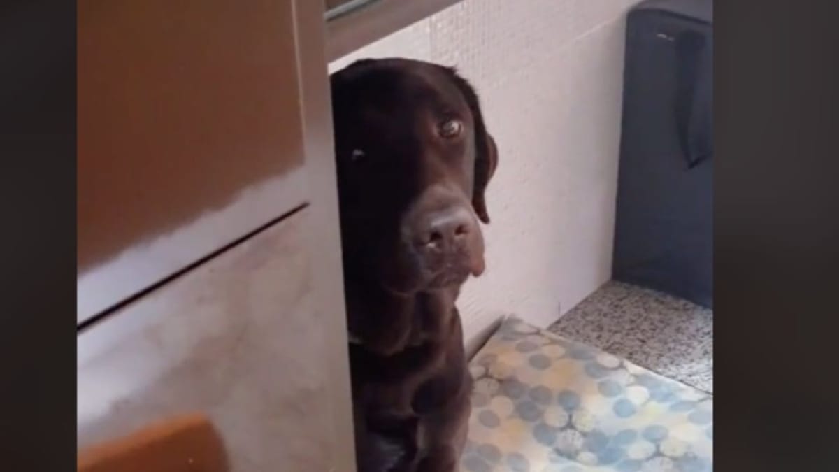 Video. Labrador con i sensi di colpa: quando la padrona scopre cosa ha fatto, non smette di ridere!