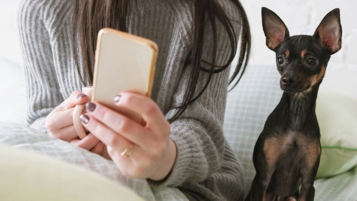 "Barking at your dog", this new TikTok trend is worrying canine