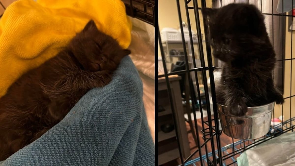 Salva un gattino nero dal fiume e gli dà un nome molto curioso!