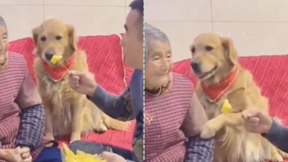Video. Golden Retriever si arrabbia quando vede che la nonna è vittima di uno scherzo