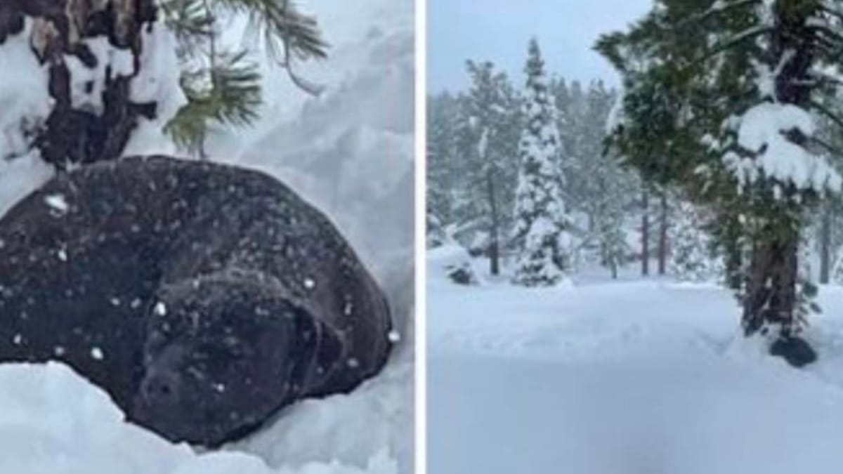 Dai roghi alle montagne innevate: cane ritrovato stremato tra la neve 4 mesi dopo la sua scomparsa