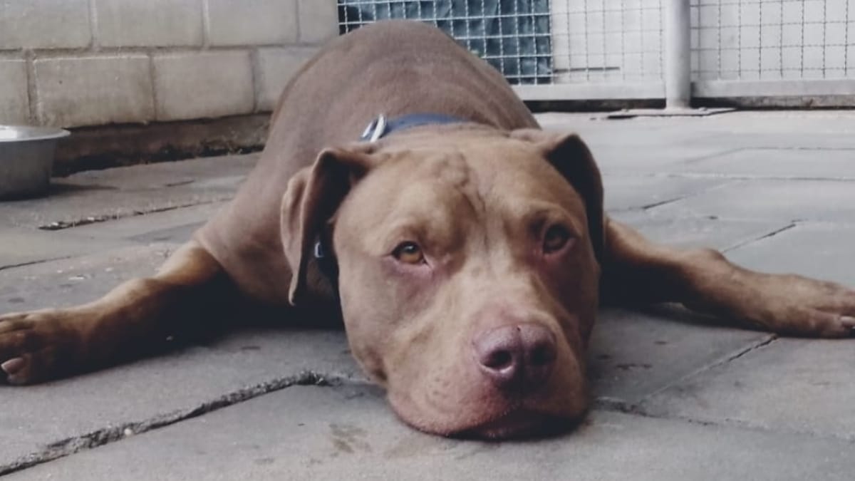 Ciao Thyssen: tanta emozione per la storia di questo cane di un rifugio