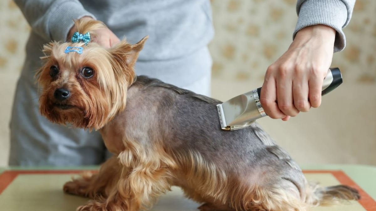 Best electric dog clippers in 2022 Read Our Guide