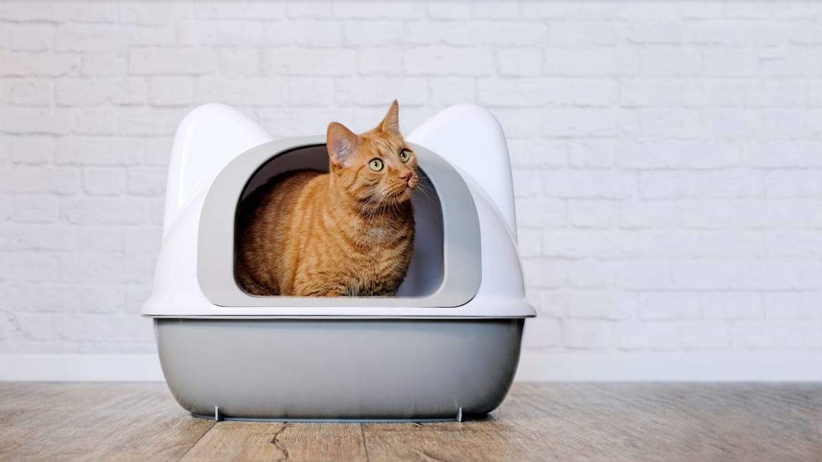 Best cat litter disposal system refills Our favourites