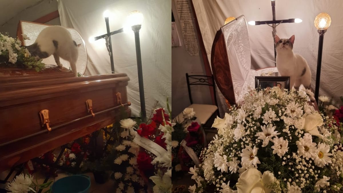 Gatta va al funerale della sua umana: il modo in cui le dice addio tocca migliaia di cuori