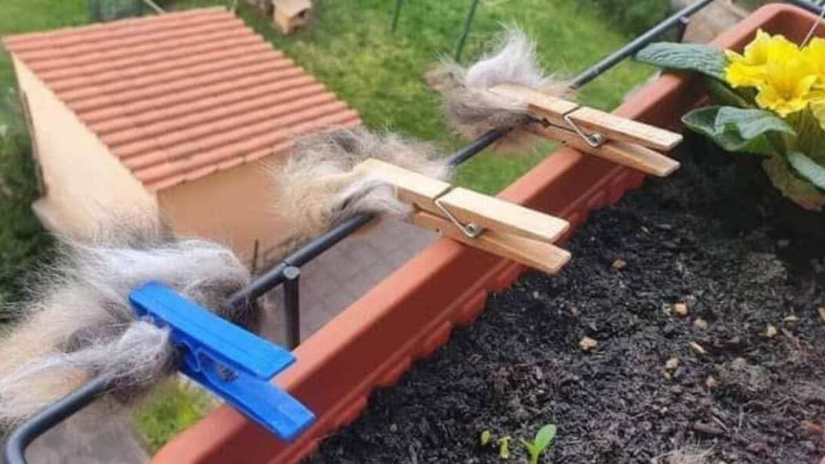 Appende i peli del gatto sul balcone: quando i vicini capiscono il perché, iniziano a farlo tutti