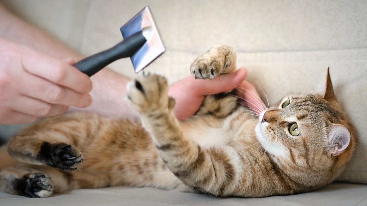 Best cat combs Our Review