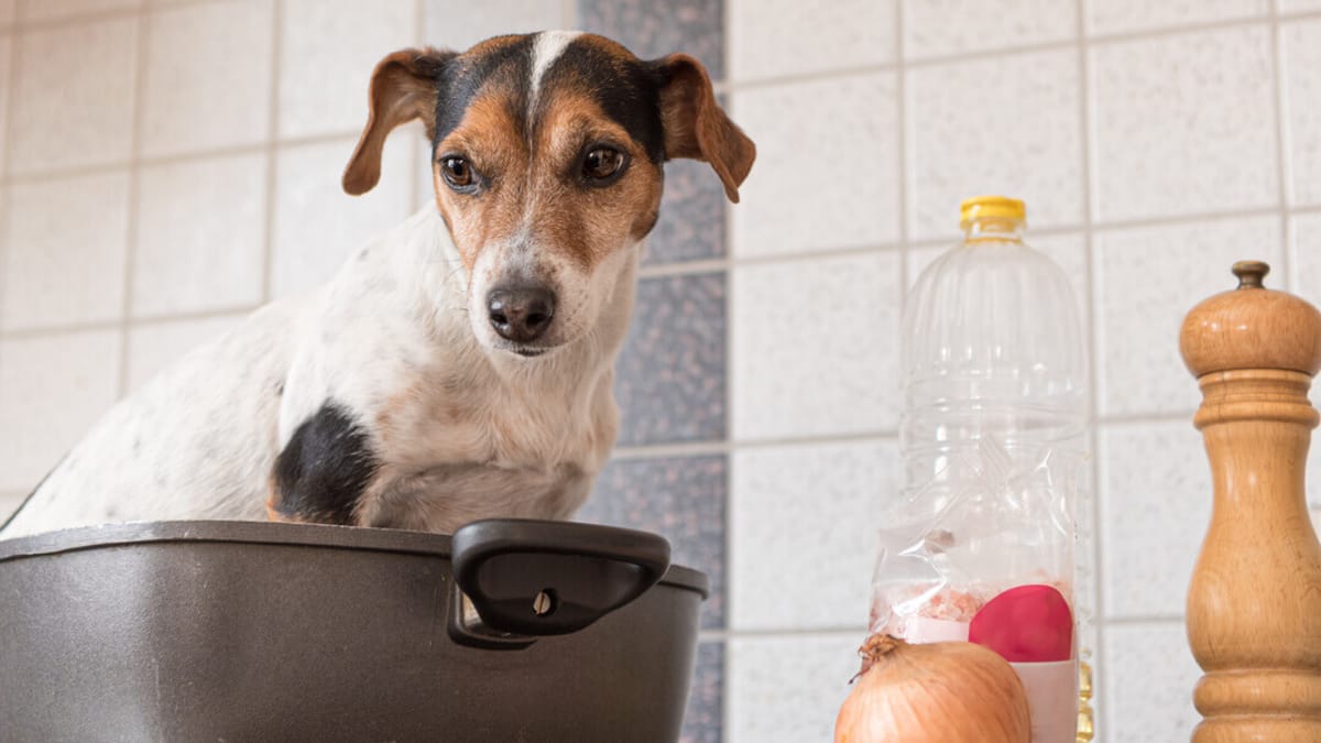 Der Hund In Der Pfanne wamiz.de