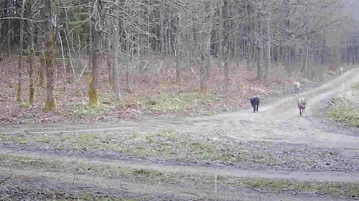 Uno strano animale vaga nel bosco con un branco di lupi