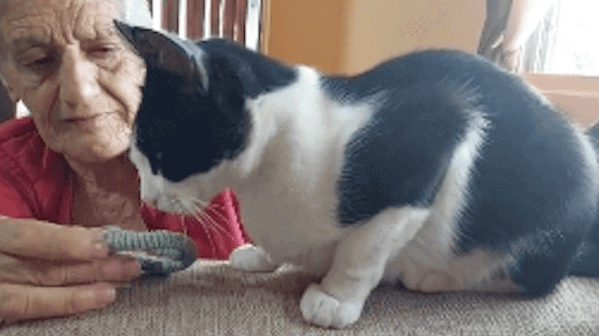 Video. Gatto annusa un oggetto della defunta padrona: la sua reazione fa piangere