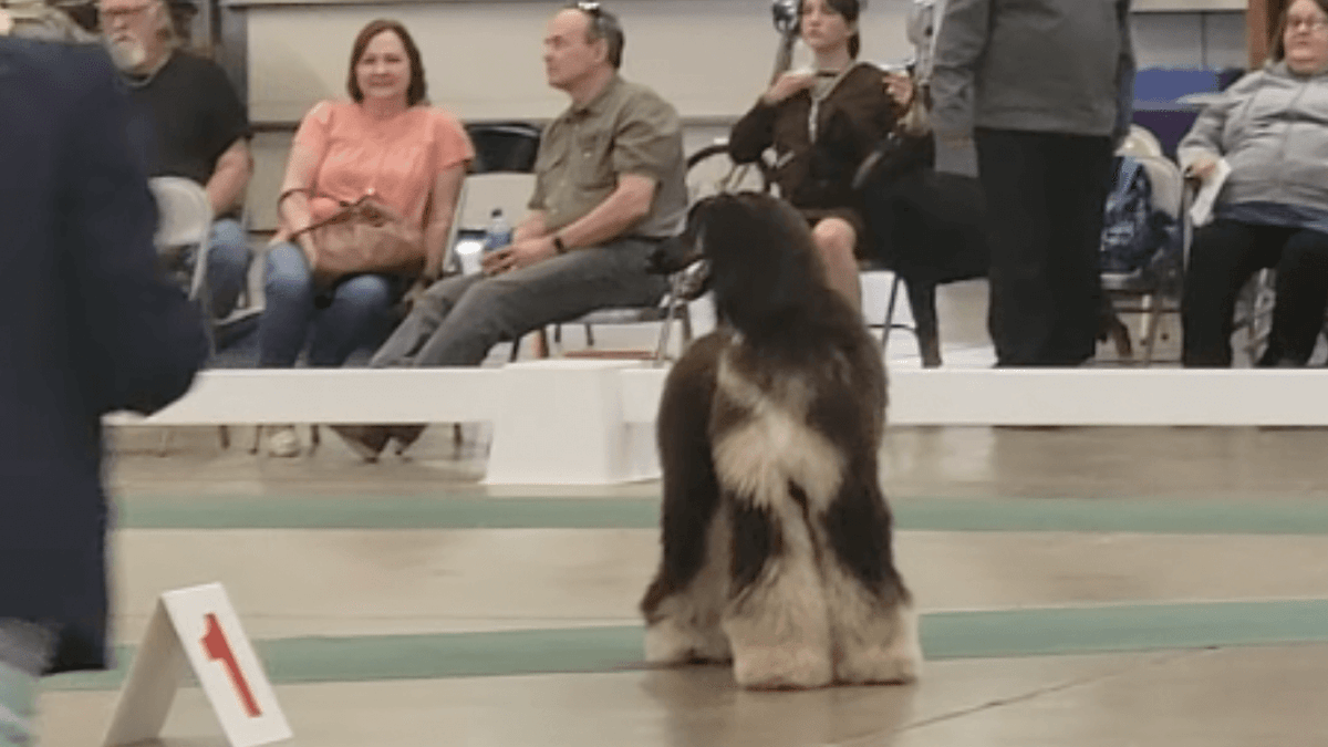 Video. Competizione interrotta quando i giudici vedono cosa fa il Levriero afgano