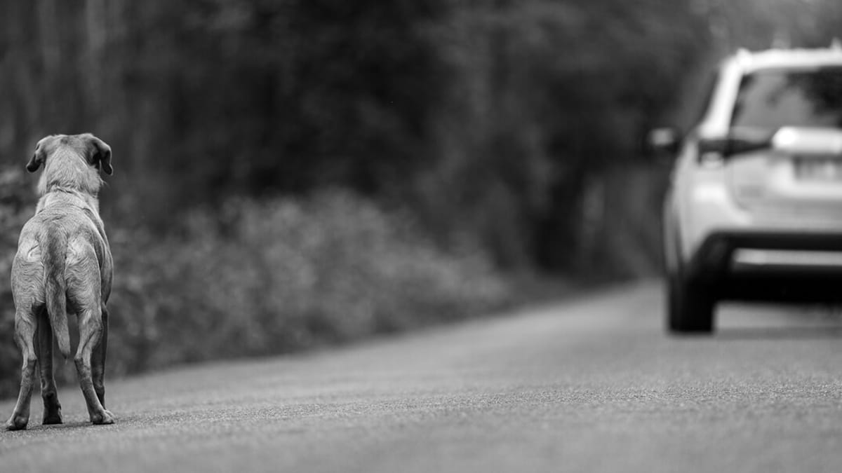 Man throws dog out of his car and drives away Fortunately, there are