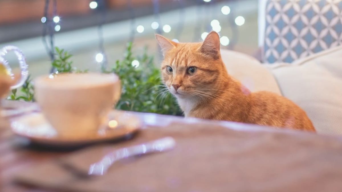 Café de gatos en CDMX estas son los lugares que no te puedes perder
