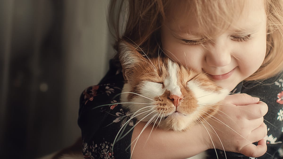 Mejores razas de gatos para niños: fotos y características