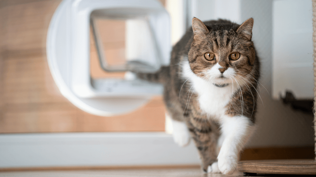 How to get a cat to come home at night