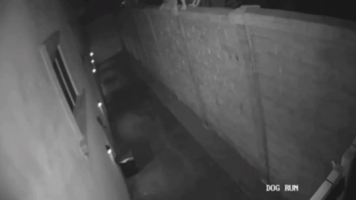 Video. I suoi cani abbaiano: i filmati della telecamera la lasciano senza parole
