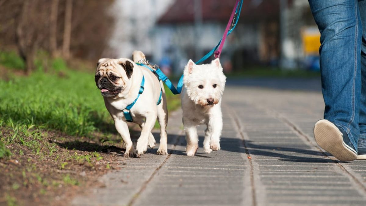 Video. La tecnica infallibile da usare se il suolo è troppo caldo per il cane