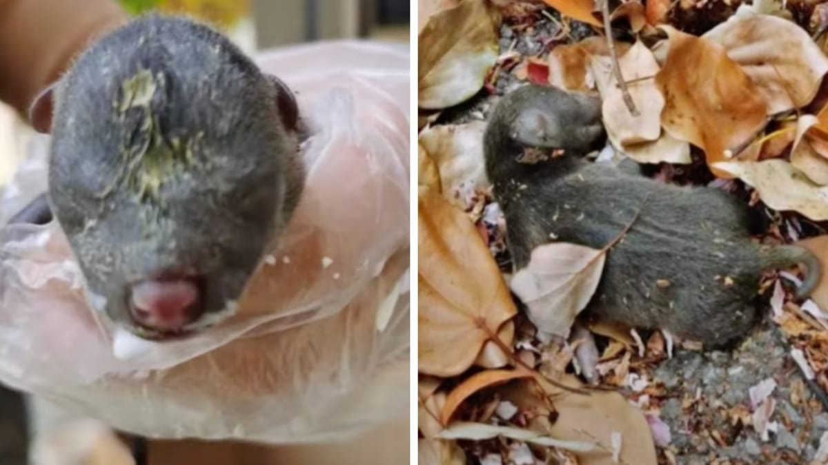 Video. Vede uno strano cucciolo in Cina, poi scopre chi è realmente