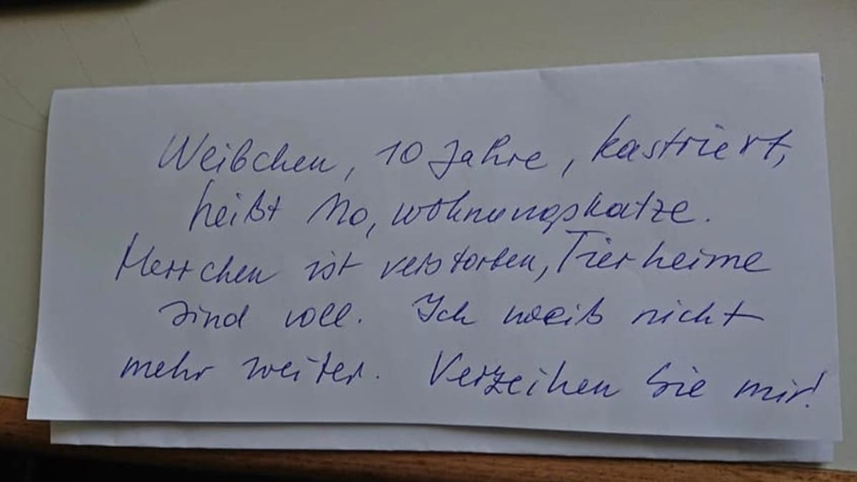 «Non so più cosa fare»: insegnante raccoglie l'appello disperato di un animale abbandonato