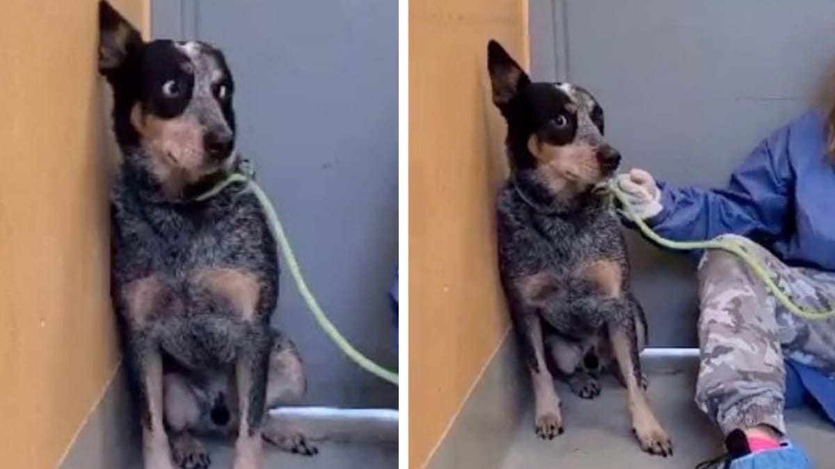 Video. Cane abbandonato: ecco come si manifesta lo choc da canile