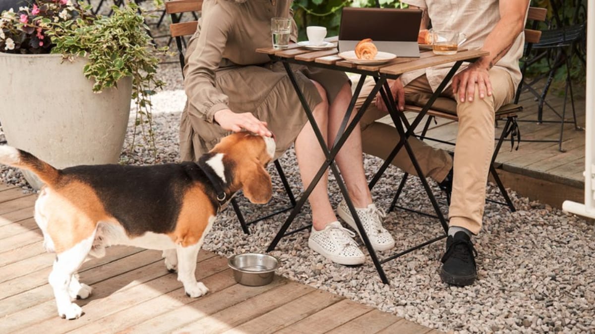 Chiede un po' d'acqua per il cane al ristorante, ma succede qualcosa che la fa arrabbiare