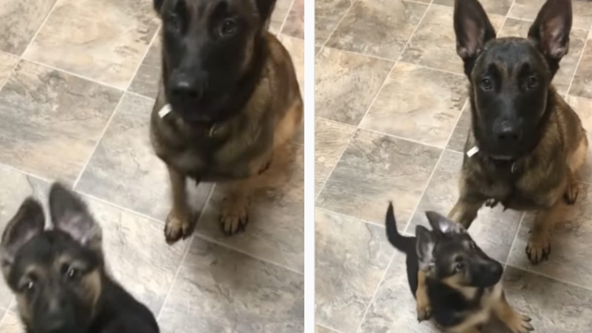 Video. Pastore Belga insegna al cucciolo a mettersi seduto. Cosa non si fa per un biscottino!