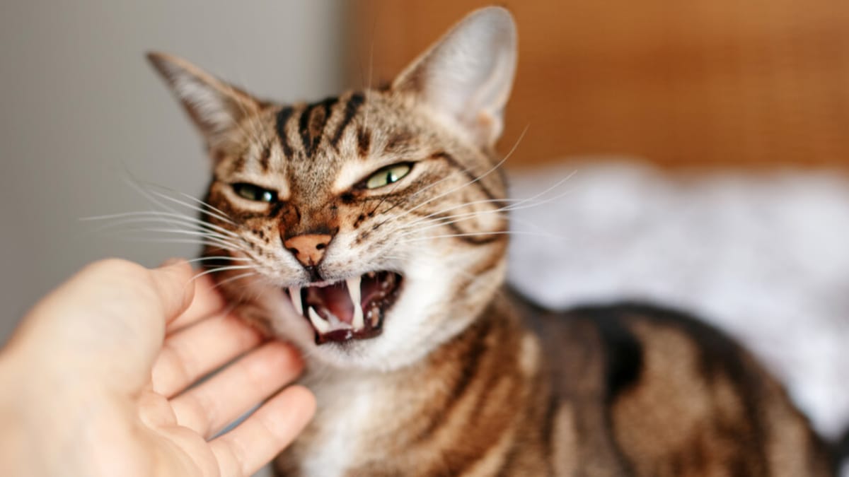 Mi Gato Se Asusta Cuando Me Acerco